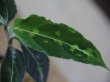 画像3: Aglaonema pictum tricolor lv3.0 from Sibolga Timur 【HW0819-05j】 