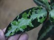 画像3: Aglaonema pictum multicolor lv4.0 from Sibolga Timur 【HW0819-05i】No.1 NEW!