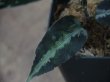 画像5: Aglaonema pictum multicolor lv4.0 from Sibolga Timur 【HW0819-05i】No.1 NEW!