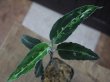画像1: Aglaonema pictum tricolor lv3.0 from Sibolga Timur 【HW0819-05j】 