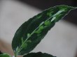 画像2: Aglaonema pictum tricolor lv3.0 from Sibolga Timur 【HW0819-05j】 