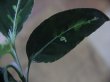 画像4: Aglaonema pictum tricolor lv3.0 from Sibolga Timur 【HW0819-05j】 