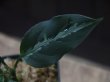 画像4: Aglaonema pictum  from Tigalingga【HW0219-01b】