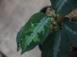 画像2: Aglaonema pictum tricolor from Tigalingga【HW0219-01c】