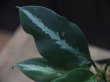 画像2: Aglaonema pictum  from Tigalingga【HW0219-01b】