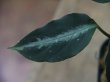 画像4: Aglaonema pictum "Hair Line" from Tigalingga 【HW0219-01g】(5)