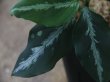 画像3: Aglaonema pictum  from Tigalingga【HW0219-01b】