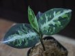 画像4: Aglaonema pictum multicolor "熱波" from Tigalingga【HW0219-01c】（柒）