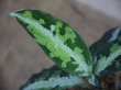 画像2: Aglaonema pictum tricolor lv3.8 from Sibolga Utara 【HW0818-06i】