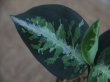 画像2: Aglaonema pictum multicolor "熱波" from Tigalingga【HW0219-01c】（柒）