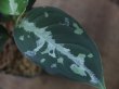 画像3: Aglaonema pictum multicolor "炎月" from Tigalingga【HW0818-XG】