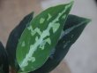 画像2: Aglaonema pictum multicolor "炎月" from Tigalingga【HW0818-XG】