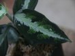 画像4: Aglaonema pictum tricolor lv3.8 from Sibolga Utara 【HW0818-06i】