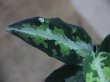 画像3: Aglaonema pictum tricolor lv3.8 from Sibolga Utara 【HW0818-06i】