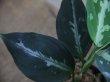 画像4: Aglaonema pictum multicolor "炎月" from Tigalingga【HW0818-XG】