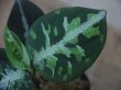 画像3: Aglaonema pictum multicolor "熱波" from Tigalingga【HW0219-01c】（柒）