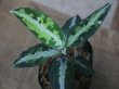 画像1: Aglaonema pictum tricolor lv3.8 from Sibolga Utara 【HW0818-06i】