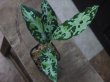 画像2: Aglaonema pictum "メサイア"  Padang Sidempuan GW1507 TB