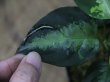 画像5: 【特価】Aglaonema pictum "Hierophant Green" Sumatera Barat ver.福間【AZ0512-X】