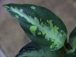 画像2: 【特価】Aglaonema pictum "Hierophant Green" Sumatera Barat ver.福間【AZ0512-X】