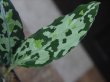 画像1: Aglaonema pictum "メサイア"  Padang Sidempuan GW1507 TB