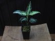 画像6: 【特価】Aglaonema pictum "Hierophant Green" Sumatera Barat ver.福間【AZ0512-X】
