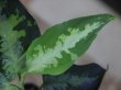 画像4: 【特価】Aglaonema pictum "Hierophant Green" Sumatera Barat ver.福間【AZ0512-X】