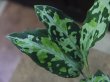 画像3: Aglaonema pictum "メサイア"  Padang Sidempuan GW1507 TB