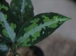 画像3: Aglaonema pictum tricolor from Aceh Selatan_2 【HW0818-02】