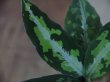 画像2: Aglaonema pictum tricolor from Aceh Selatan_2 【HW0818-02】