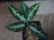 画像1: Aglaonema pictum tricolor from Aceh Selatan_2 【HW0818-02】