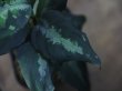 画像4: Aglaonema pictum 3色マーブル from Pulau Nias 【AZ0413-7c】