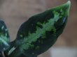 画像3: Aglaonema pictum 3色マーブル from Pulau Nias 【AZ0413-7c】