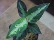 画像1: 【特価】Aglaonema pictum "Hierophant Green" Sumatera Barat ver.福間【AZ0512-X】