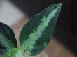 画像3: 【特価】Aglaonema pictum "Hierophant Green" Sumatera Barat ver.福間【AZ0512-X】