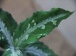 画像3: Aglaonema pictum Padang Sidempuan GW1507 TB 反転系