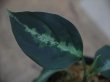 画像3: Aglaonema pictum multicolor "Barus！" from Barus 【HW0418-06】
