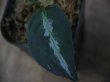 画像4: Aglaonema pictum multicolor "Barus！" from Barus 【HW0418-06】