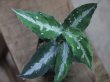 画像1: Aglaonema pictum Padang Sidempuan GW1507 TB 反転系