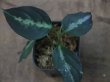 画像1: Aglaonema pictum multicolor "Barus！" from Barus 【HW0418-06】