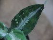 画像5: Aglaonema pictum Padang Sidempuan GW1507 TB 反転系