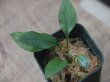 画像3: Elaphoglossum sp. Iquitos Peru [tanakay]