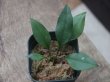 画像1: Elaphoglossum sp. Iquitos Peru [tanakay]