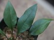 画像2: Elaphoglossum sp. Iquitos Peru [tanakay]