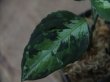 画像3: Aglaonema pictum multicolor from Sibolga Timur【HW0819-05f】