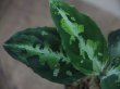 画像2: Aglaonema pictum multicolor from Sibolga Timur【HW0819-05f】