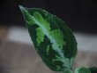 画像4: Aglaonema pictum multicolor from Sibolga Timur【HW0819-05f】