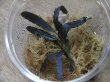 画像3: Bucephalandra sp. Sintang-5 "Diablo" from Sintang 【HW0220-08】