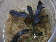 画像2: Bucephalandra sp. Sintang-5 "Diablo" from Sintang 【HW0220-08】