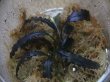 画像1: Bucephalandra sp. Sintang-5 "Diablo" from Sintang 【HW0220-08】